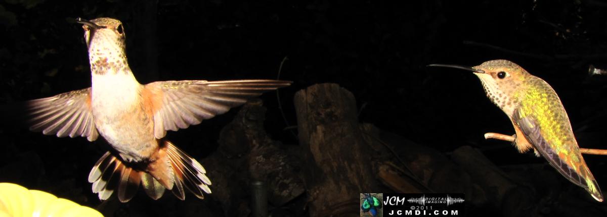 Hummingbird photo captured from Robo-Cam Motion Detection at JCMDI.COM